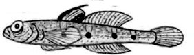 Deltentosteus quadrimaculatus